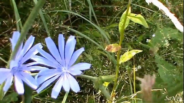 Лето это маленькая жизнь смотреть онлайн