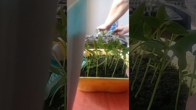 Пикировка.рассада.перчики.🙄😋😀😁 смотреть онлайн