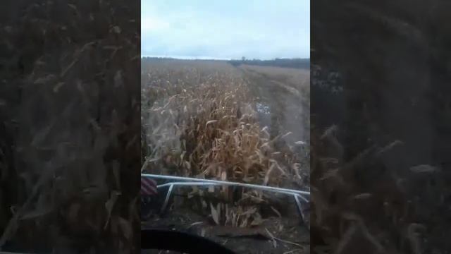 Уборка  кукурузы.