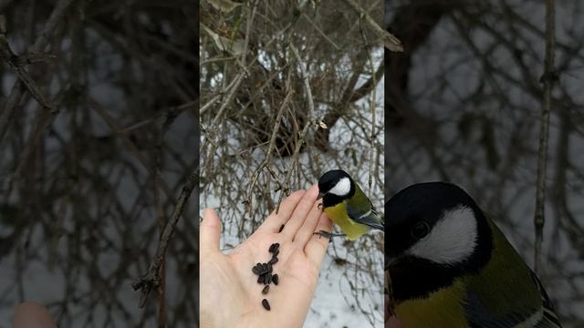 Синицы едят семечки, а воробьи стесняются. смотреть онлайн