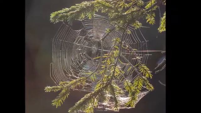 Фотодрузья 26 неделя смотреть онлайн