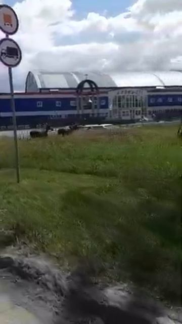 В Искитиме дорогу перебегают лоси смотреть онлайн