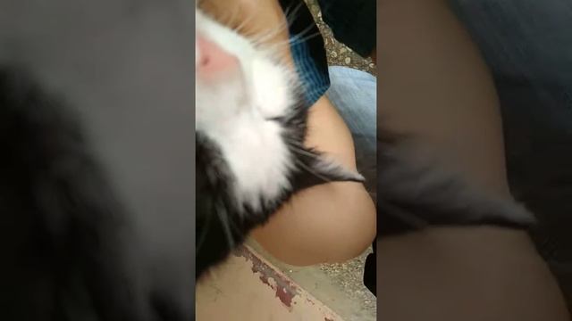 Нашли кота на улице смотреть онлайн