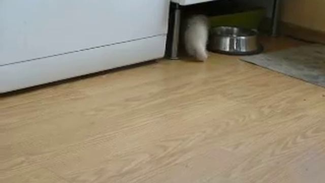 putorius furo fretka Fretečka 1 смотреть онлайн