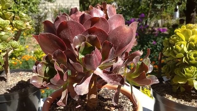 №45 Самая большая коллекция эониумов в России. Редкие сорта и виды