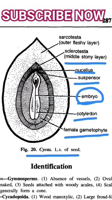 Cycas : L.S.of Seed II seed of cycas II Seed germination смотреть онлайн