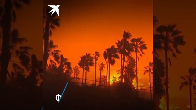 Кошка которая дождалась свою хозяйку смотреть онлайн