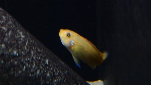 Labeotropheus trewavasae Thumbi West MC