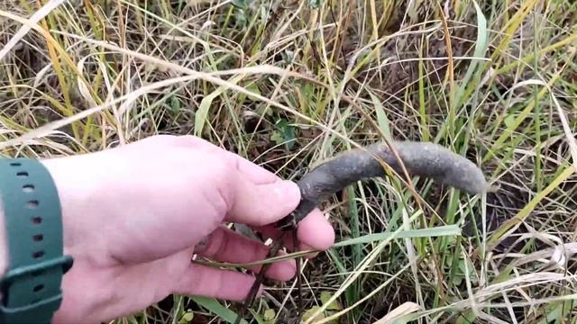 Ноябрь 2023. Сбор урожая фасоли. Кочаны капусты и помидорные надгробия смотреть онлайн