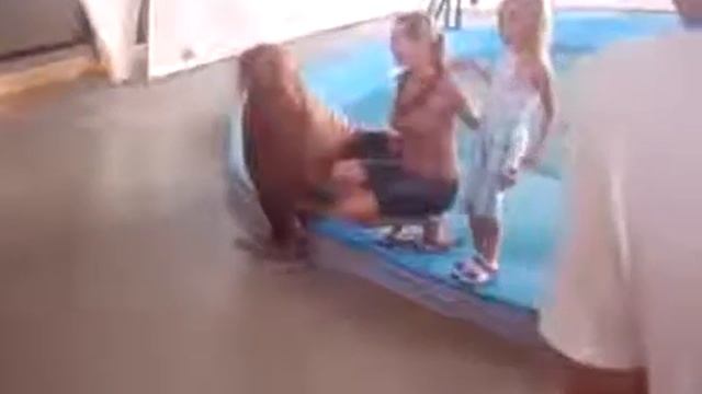 прикол морж донжуан смотреть онлайн