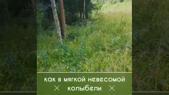 Летнее утро в лесу