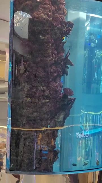 Рыбы, аквариум, ТЦ Океания, магазин, Москва