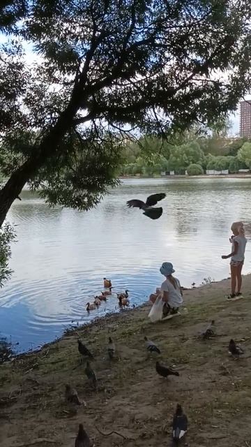 #жизнь#дети#утки#голуби#корм#тианде#здоровье#млм#онлайнбизнес#бизнес#здоровье# смотреть онлайн