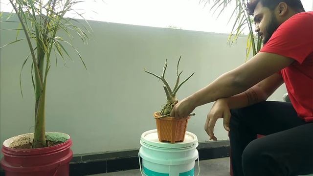 Get more BRANCHES and thicker CAUDEX in Adenium obesum { Desert Rose } Tips, Hacks, Care & Training смотреть онлайн
