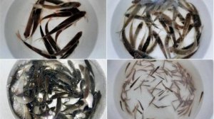 Как содержать живца в домашних условиях