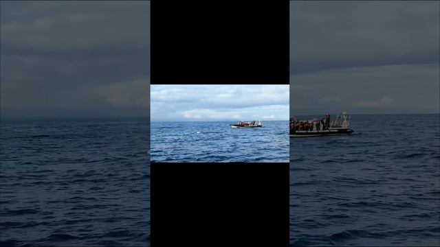 Урааа!!! К нам приплыли горбатые киты 🐳🌊 🐳 и дельфины 🐬🐬🐬