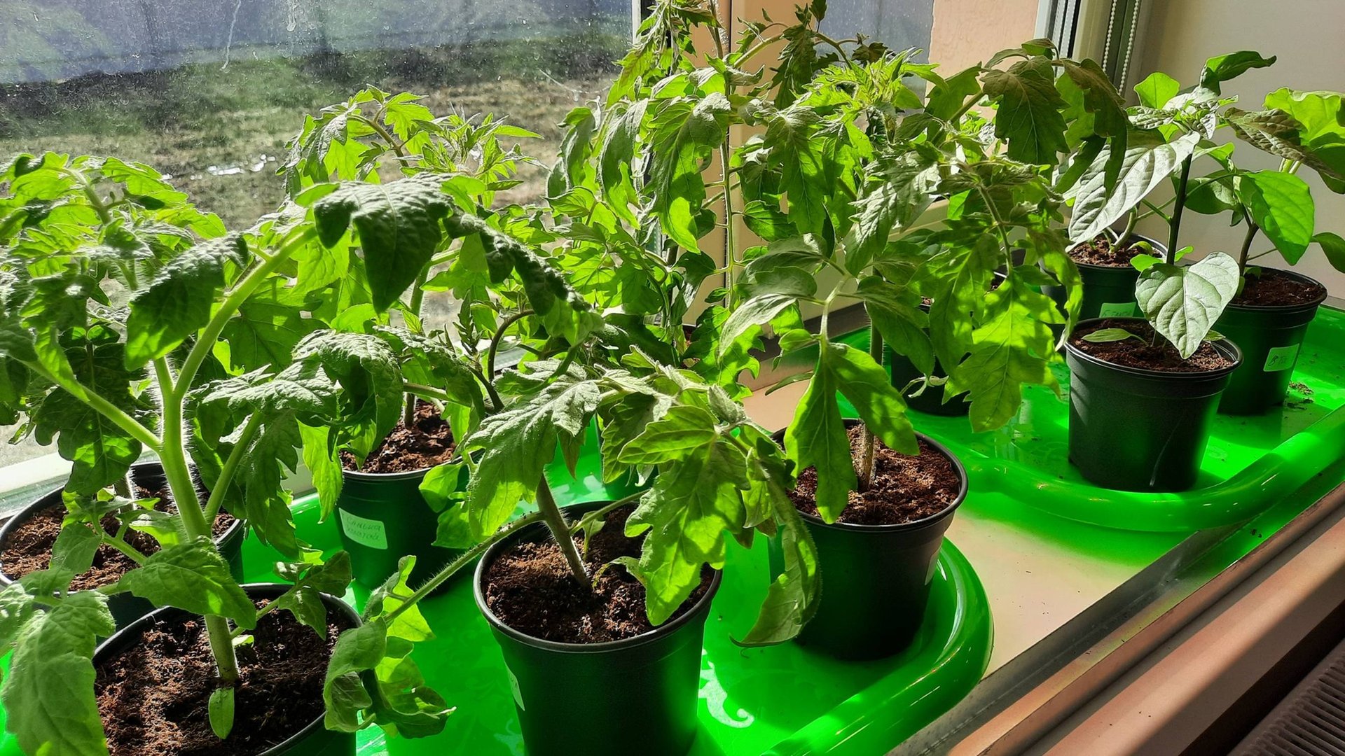 Простые правила быстрого роста крепкой рассады смотреть онлайн