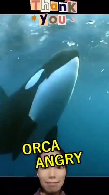 Orca Angry #shorts #viralshorts #shark #whale смотреть онлайн