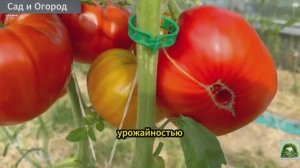 Томаты-Гиганты