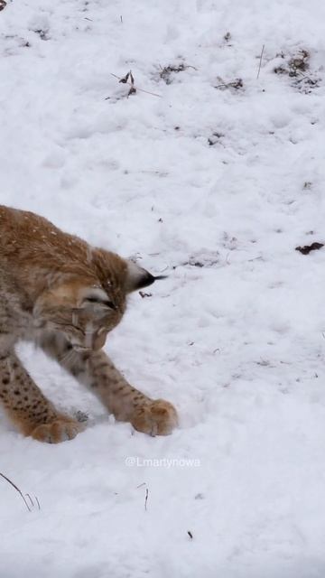 Lynx in the snow #lynx #snowfall #winterspecial смотреть онлайн