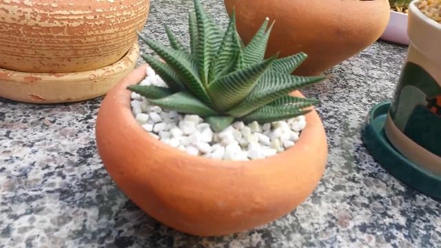 Coleção de Cactos & Suculentas | Asphodelaceae: Haworthia limifolia смотреть онлайн
