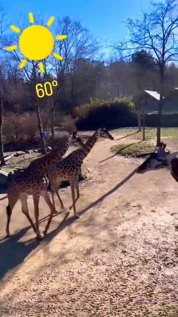 girrafe #shorts смотреть онлайн