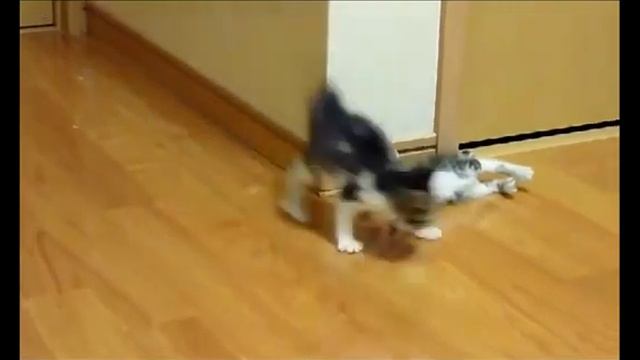 Играющие кошки / Playing cats смотреть онлайн