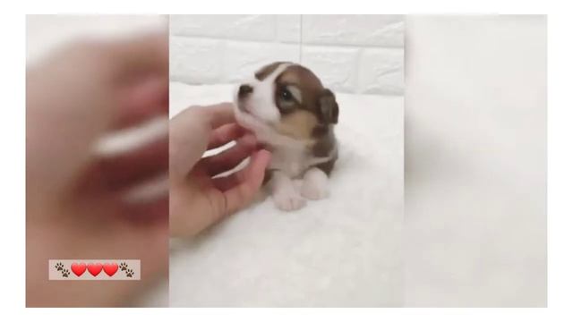  Connie Talbot - count on me  vm on dogs  for dog lovers 