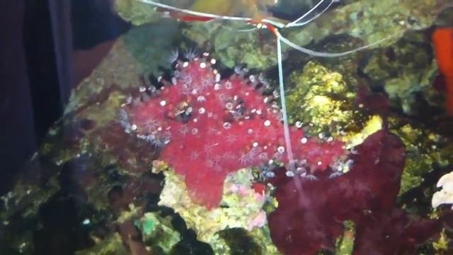 Corail rouge смотреть онлайн