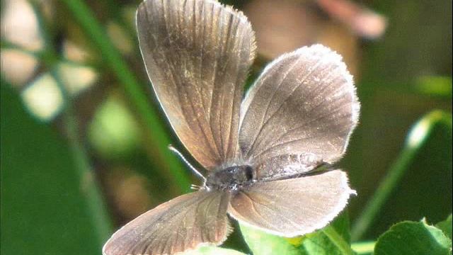 Eastern Short-tailed Blue - Cupido decoloratus смотреть онлайн