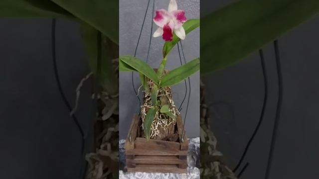 CATTLEYA INTERMEDIA FLAMEA смотреть онлайн