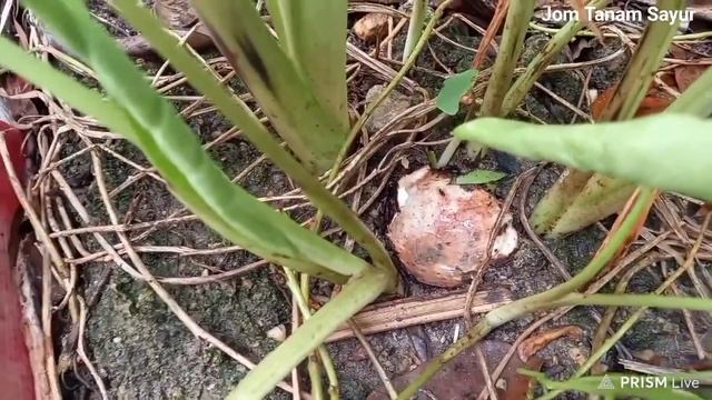 #191 Apakah Ini Angkara Siput Babi ? | Is This Garden Snails Job ? | Keladi 👍 смотреть онлайн