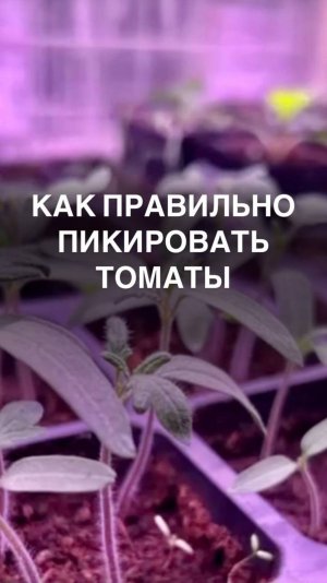 Как правильно пикировать томаты
 #рассада #помидоры
#овощи #пикировка #томат
