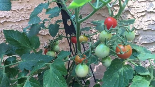 Baby boomers hybrid tomato