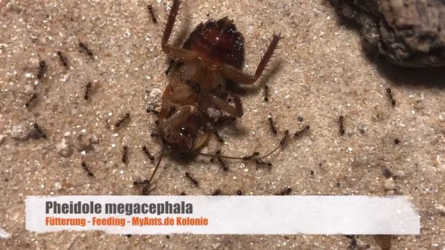 Pheidole megacephala - MyAnts.de - Kolonie - 22. Mai 2019 смотреть онлайн