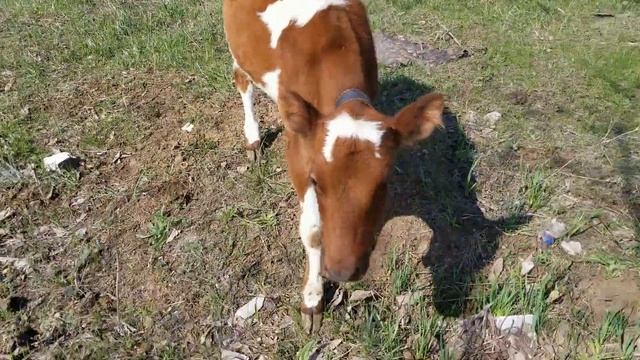 Пасем телят Корова сбежала смотреть онлайн