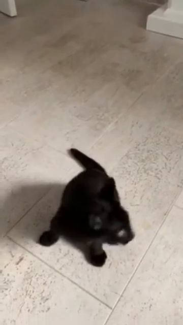 Кот дышит как собака смотреть онлайн