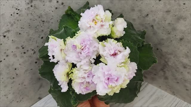 Фиалка АВ-Свадебное Путешествие