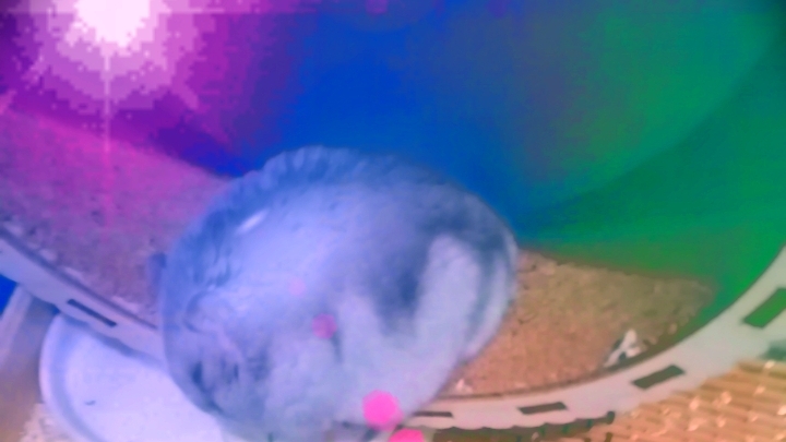 Хомяк часть 2