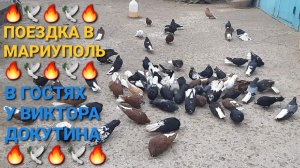 🔥🔥🔥 Поездка в Мариуполь. В гостях у коллеги-голубевода Виктора Докутина. Мариупольские голуби