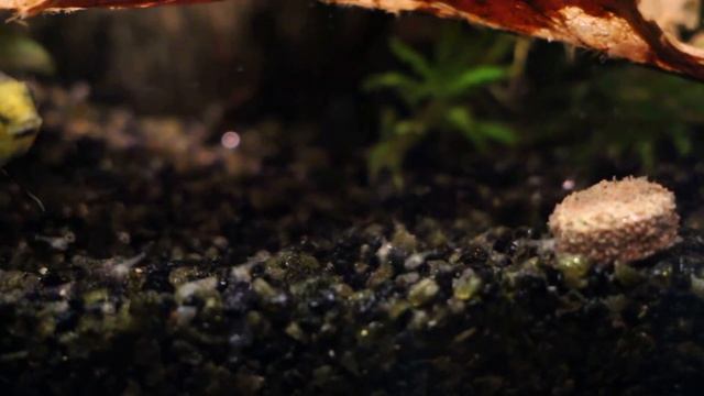 1#Pielęgniczka Kakadu (łac. Apistogramma Cacatuoides) z małymi смотреть онлайн