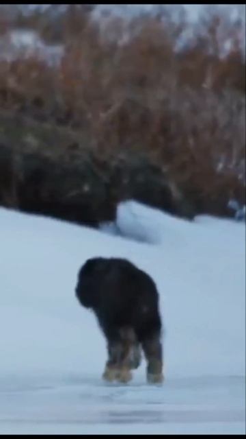 Newborn Muskox смотреть онлайн