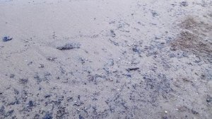 Уборка мазута 2025-03-19