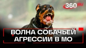 Агрессия бездомных собак. Система ОСВВ - помогает ли?