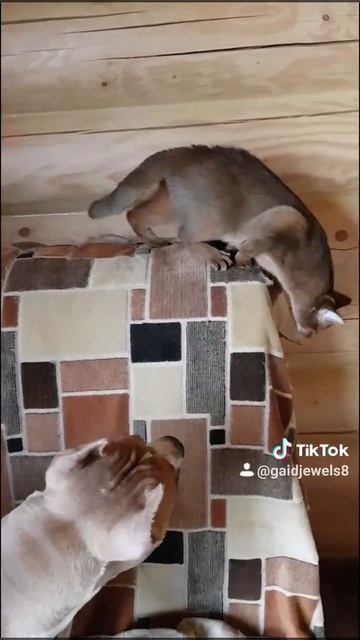Амстафф и Абиссинская кошка. Жоззи и Аби) GaidJewel's kennel смотреть онлайн