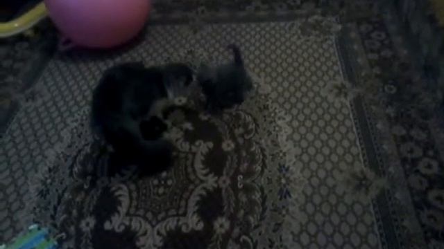 Знакомство кота и котёнка смотреть онлайн