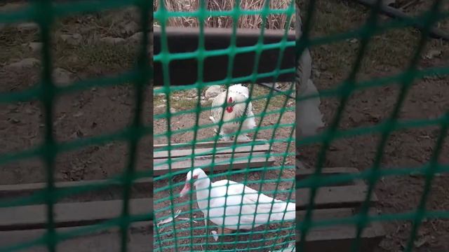 Мы приехали в горы к уткам смотреть онлайн