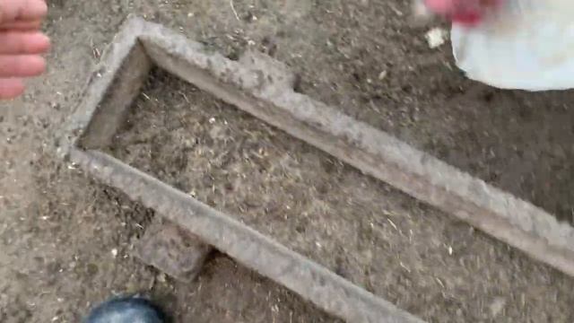 Курица заболела_10 день инкубации в РЯБА 36_ овоскопирую яйцо у квочки_17 марта 2025 года смотреть онлайн