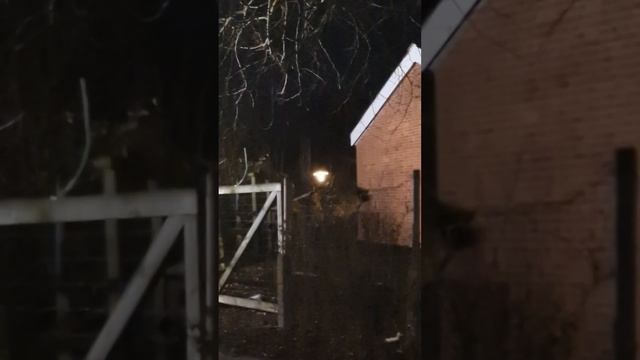 Еле уловимый, короткий крик совы смотреть онлайн