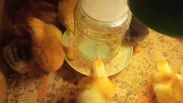 ЦЫПЛЯТА🐤 СПОРУ НЕТ ВСЕ ЗДОРОВЫ КОРМЛЮ СТАРТОМ🐣 НАЧАЛА ПРОПОЙКУ смотреть онлайн